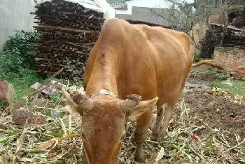 肉牛饲养场的建造及肉牛饲养方法