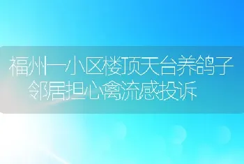 福州一小区楼顶天台养鸽子　邻居担心禽流感投诉