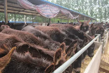 肉驴的饮水量