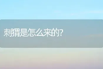 多肉吉娃娃和tp的区别？