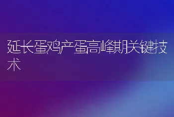 延长蛋鸡产蛋高峰期关键技术