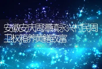 安徽安庆周潭镇永兴村民周卫权箱养黄鳝致富