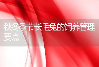 秋冬季节长毛兔的饲养管理要点