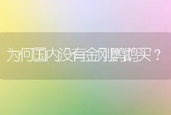 为何国内没有金刚鹦鹉买？