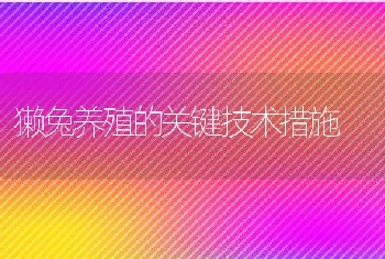 獭兔养殖的关键技术措施