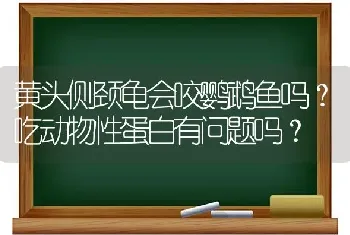 黄头侧颈龟会咬鹦鹉鱼吗？吃动物性蛋白有问题吗？