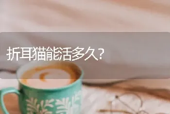 折耳猫能活多久？