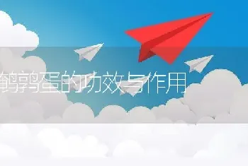 鹌鹑蛋的功效与作用