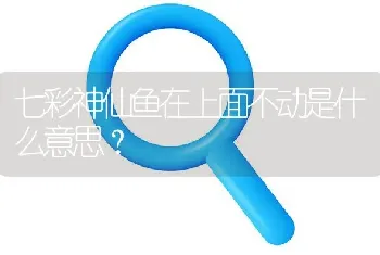 七彩神仙鱼在上面不动是什么意思？