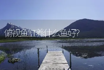 俯视鱼缸养什么鱼好？