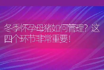 冬季怀孕母猪如何管理？这四个环节非常重要！