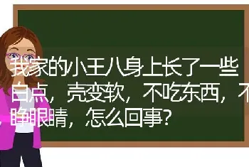 我家的小王八身上长了一些白点，壳变软，不吃东西，不睁眼睛，怎么回事？