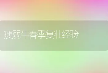 瘦弱牛春季复壮经验