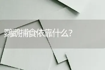 鹦鹉捕食依靠什么？