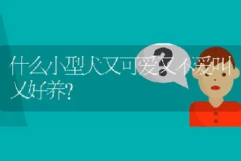 什么小型犬又可爱又不爱叫又好养？