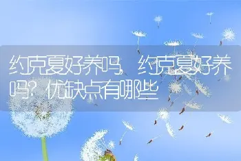 约克夏好养吗，约克夏好养吗？优缺点有哪些