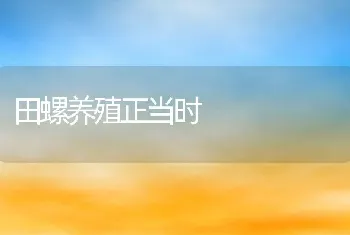 田螺养殖正当时