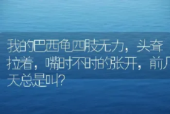 我的巴西龟四肢无力，头耷拉着，嘴时不时的张开，前几天总是叫？