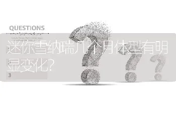 迷你雪纳瑞几个月体型有明显变化？