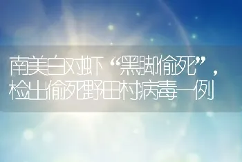 南美白对虾“黑脚偷死”，检出偷死野田村病毒一例