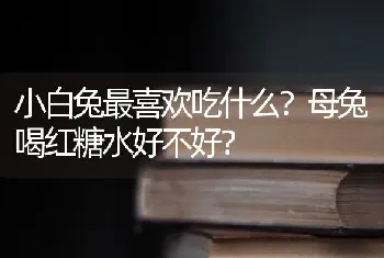 小白兔最喜欢吃什么？母兔喝红糖水好不好？