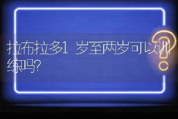 拉布拉多1岁至两岁可以训练吗？