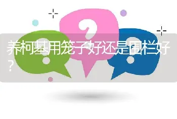 养柯基用笼子好还是围栏好？