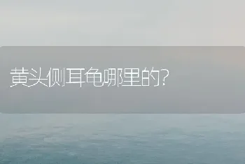 黄头侧耳龟哪里的？