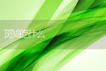 斑鸠吃什么