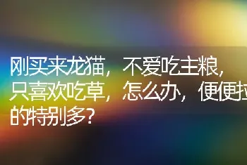 刚买来龙猫，不爱吃主粮，只喜欢吃草，怎么办，便便拉的特别多？