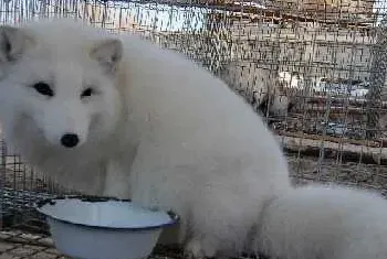 养狐狸各段时期的饲养管理