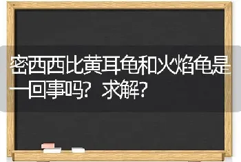 密西西比黄耳龟和火焰龟是一回事吗?求解？