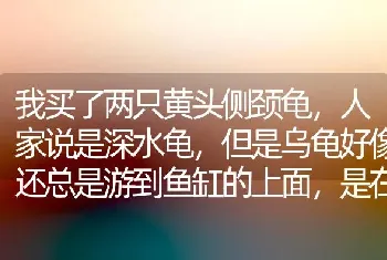 我买了两只黄头侧颈龟，人家说是深水龟，但是乌龟好像还总是游到鱼缸的上面，是在换气么？