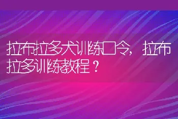 拉布拉多犬训练口令，拉布拉多训练教程？