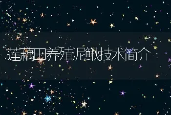 莲藕田养殖泥鳅技术简介