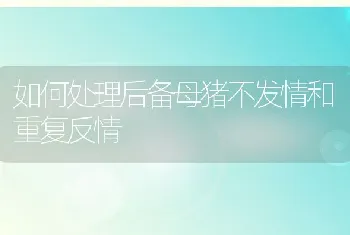 如何处理后备母猪不发情和重复反情