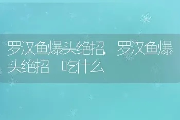 罗汉鱼爆头绝招，罗汉鱼爆头绝招 吃什么