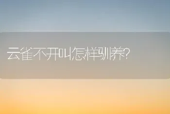 云雀不开叫怎样驯养？