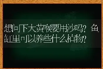 想问下大黄喉要用沙吗？鱼缸里可以养些什么植物？