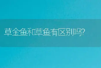 草金鱼和草鱼有区别吗？