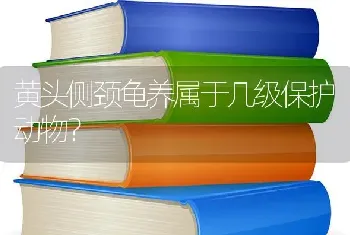 黄头侧颈龟养属于几级保护动物？