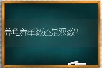 养龟养单数还是双数？