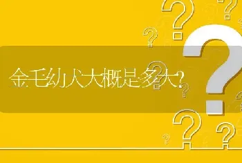 金毛幼犬大概是多大？