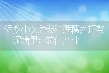 返乡小伙潘裴种莲藕养虾蟹 泥塘里玩转仨产业