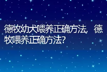 德牧幼犬喂养正确方法，德牧喂养正确方法？