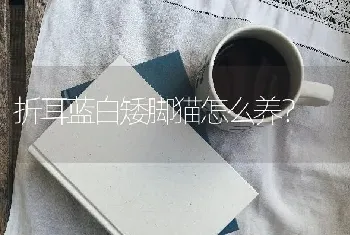 折耳蓝白矮脚猫怎么养？