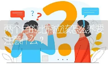 两个月的比熊应该怎么养要注意什么？