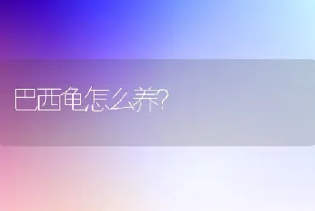 巴西龟怎么养？