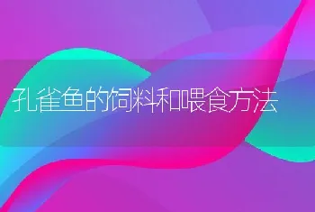 孔雀鱼的饲料和喂食方法