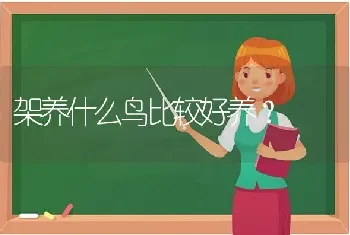 架养什么鸟比较好养？